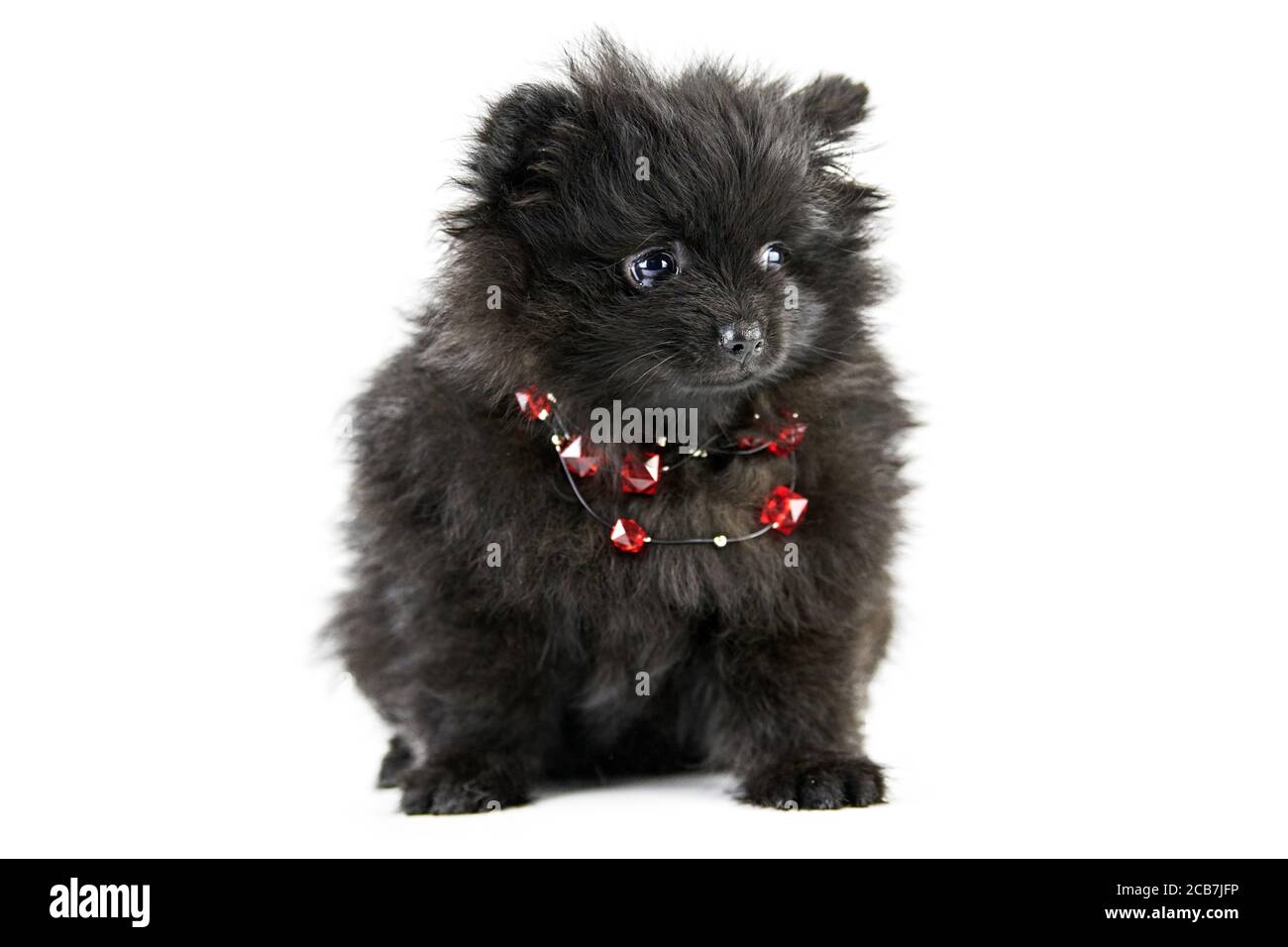 Red Pom Dog High Resolution Stock Photography And Images Alamy
