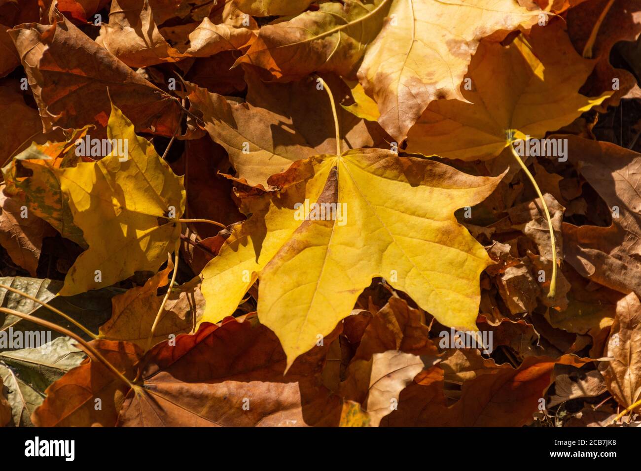 Yellow maple leaves on the ground top view. Background of autumn leaves ...