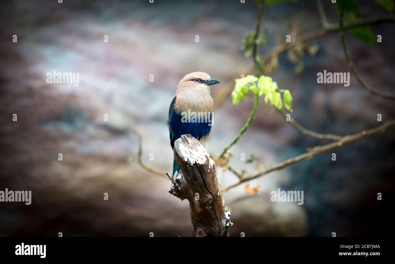 The Blue-bellied roller stands on the branch. The blue-bellied roller Coracias cyanogaster is a member of the roller family of birds which breeds acro Stock Photo