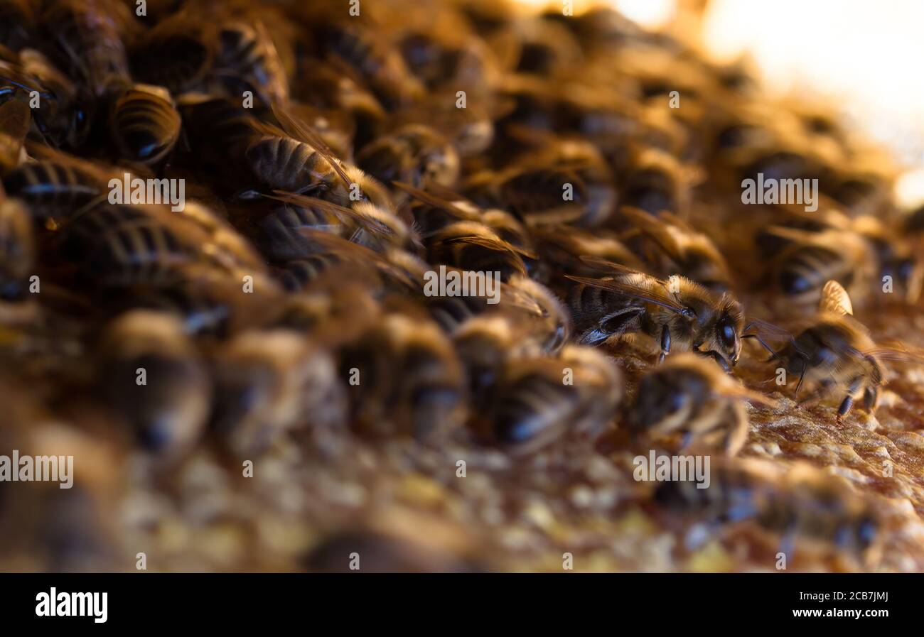 Honeybee hive inside hi-res stock photography and images - Alamy