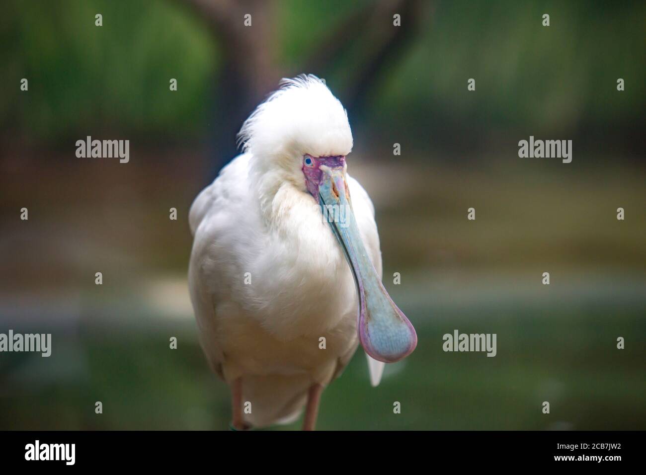 Single African Spoonbill bird in zoological garden, the best photo Stock Photo