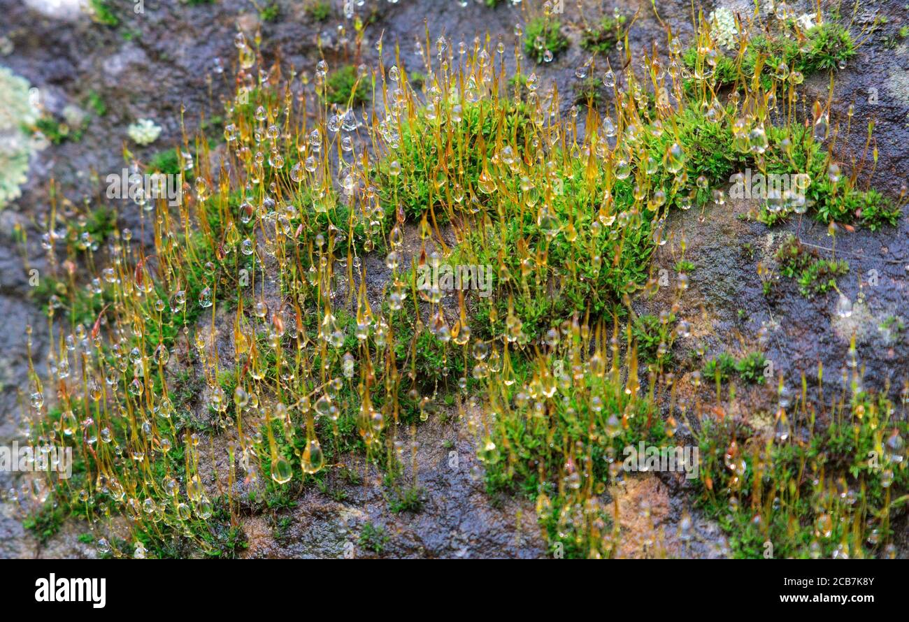 Beautiful green moss moss closeup, macro. Moss grows on the ground in the forest, beautiful background of moss, the best photo Stock Photo