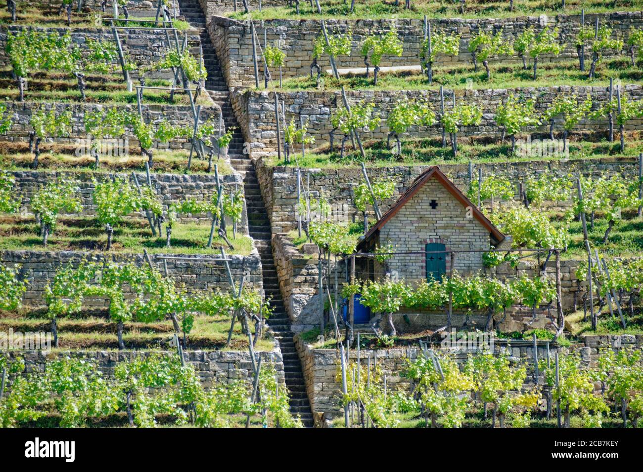 Stuttgart winegrowing Stock Photo