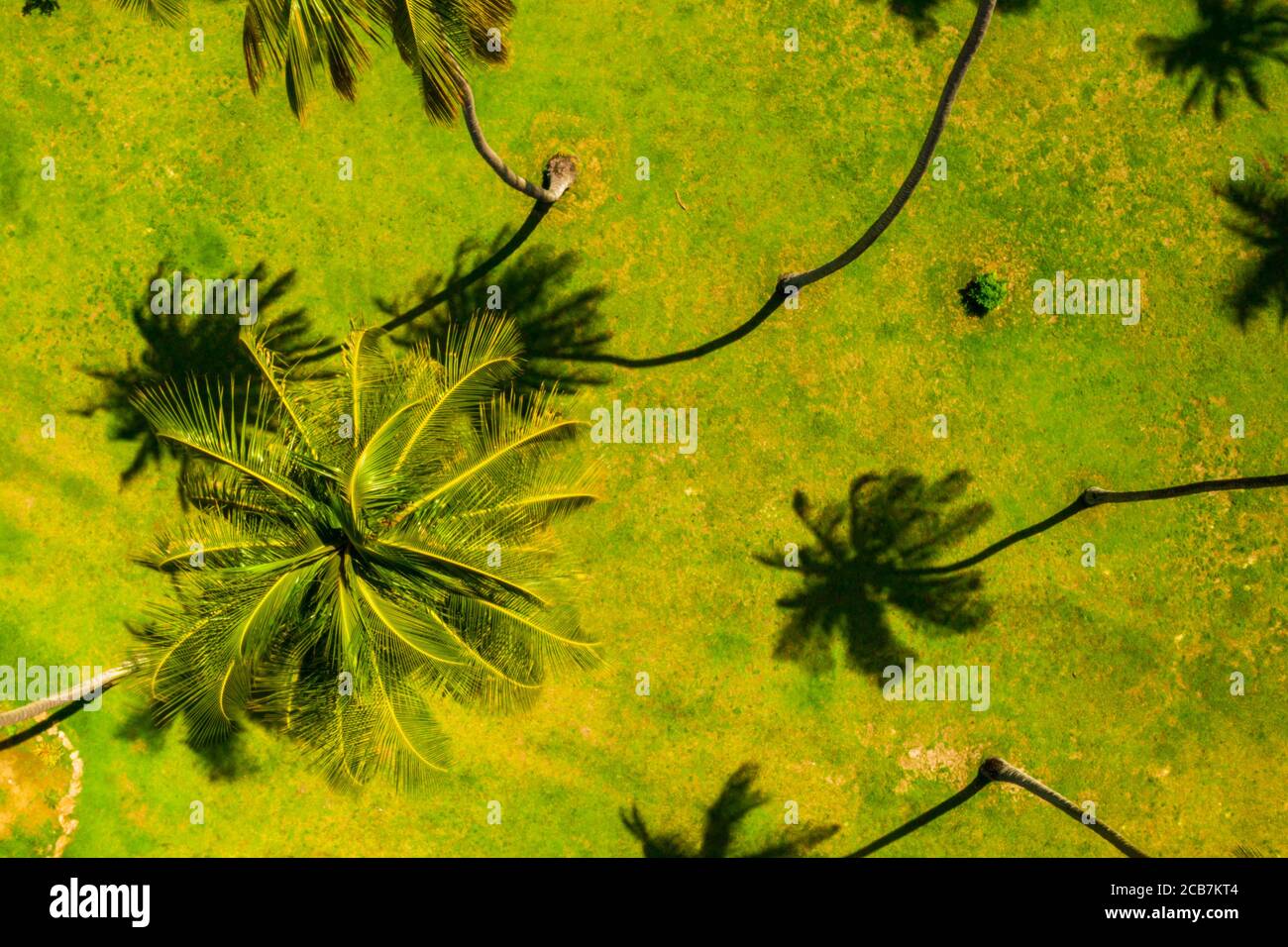 Aerial view beautiful palm trees hi-res stock photography and images ...