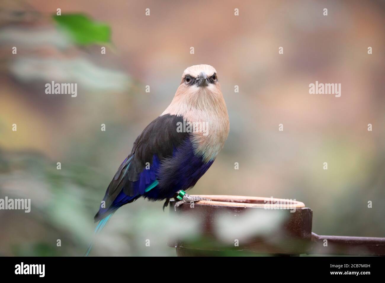 The Blue-bellied roller stands on the branch. The blue-bellied roller Coracias cyanogaster is a member of the roller family of birds which breeds acro Stock Photo