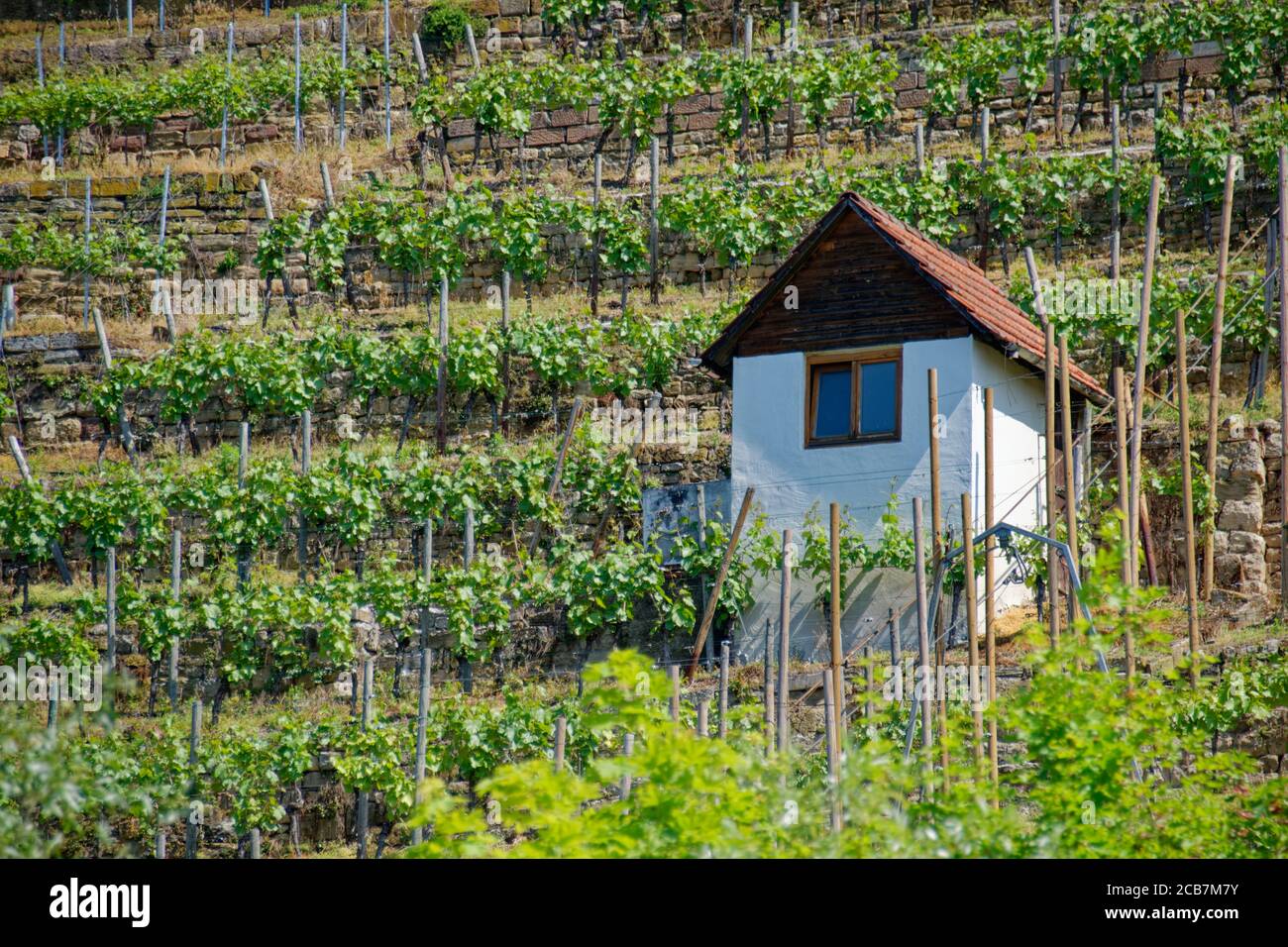 Stuttgart winegrowing Stock Photo