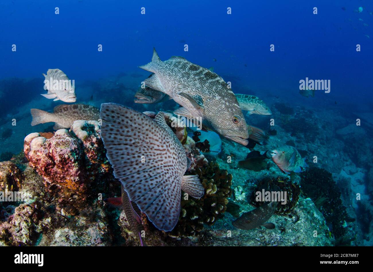 Groupers feeding from the reefs of the Sea of Cortez, Pacific ocean. Cabo Pulmo National Park, Baja California Sur, Mexico. Stock Photo