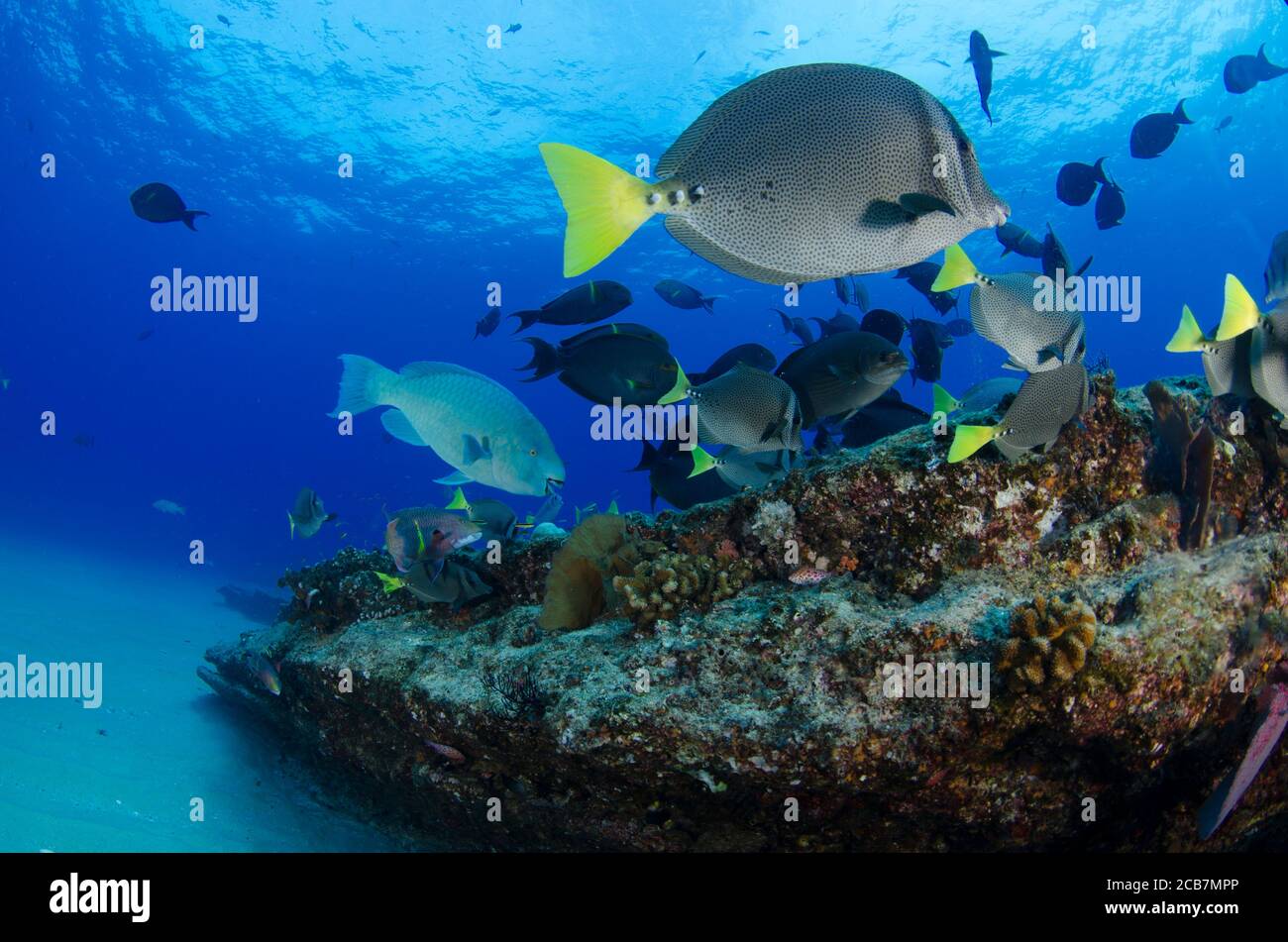 Reef fish, Cabo pulmo national park. Baja California Sur, Mexico, Sea of Cortez. Stock Photo