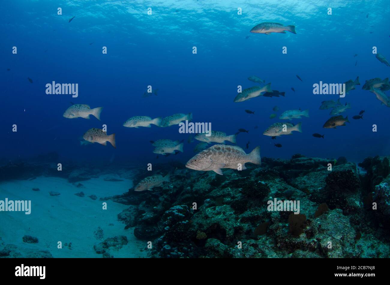 Groupers feeding from the reefs of the Sea of Cortez, Pacific ocean. Cabo Pulmo National Park, Baja California Sur, Mexico. Stock Photo