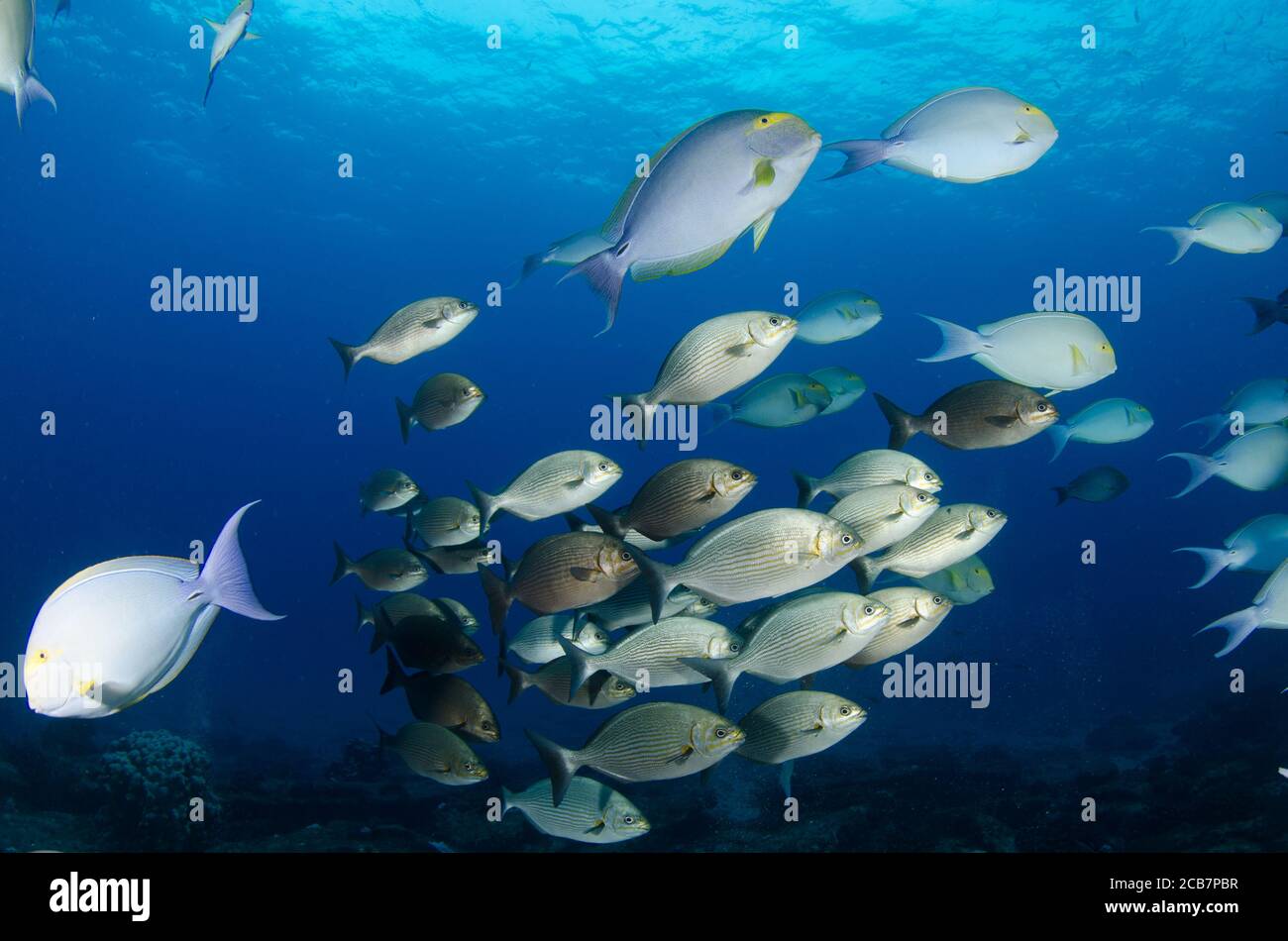 Schools of silver fish in Cabo Pulmo National Park, Baja California sur, Mexico, Baja California Sur. Stock Photo
