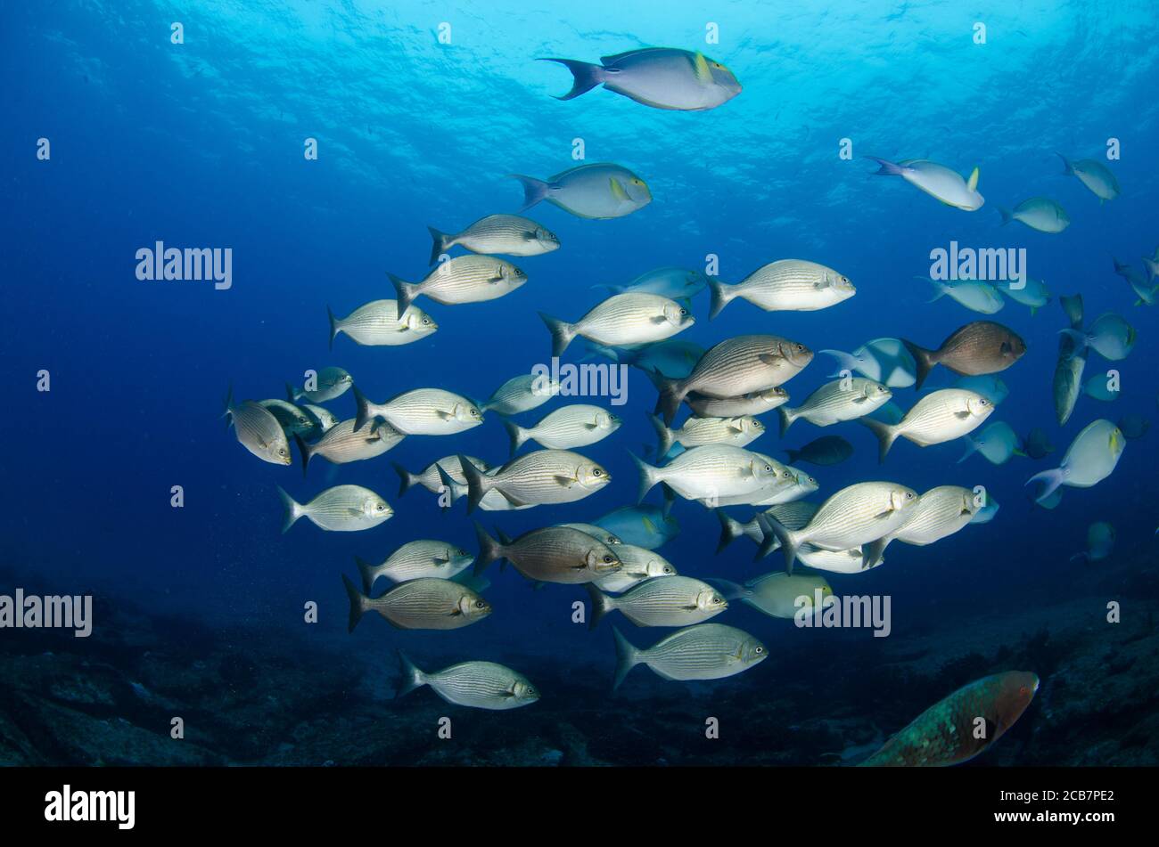Schools of silver fish in Cabo Pulmo National Park, Baja California sur, Mexico, Baja California Sur. Stock Photo