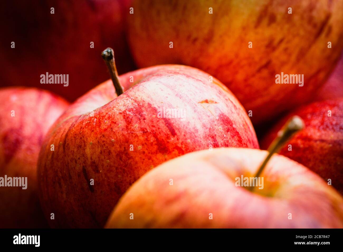 Apple, Cox Apple, Malus Domestica, Cox eating apples in an organic farm shop in Devon. Stock Photo