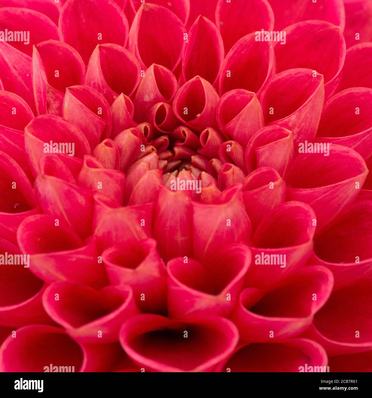Dahlia, Close-up of red coloured flower showing petal pattern. Stock Photo