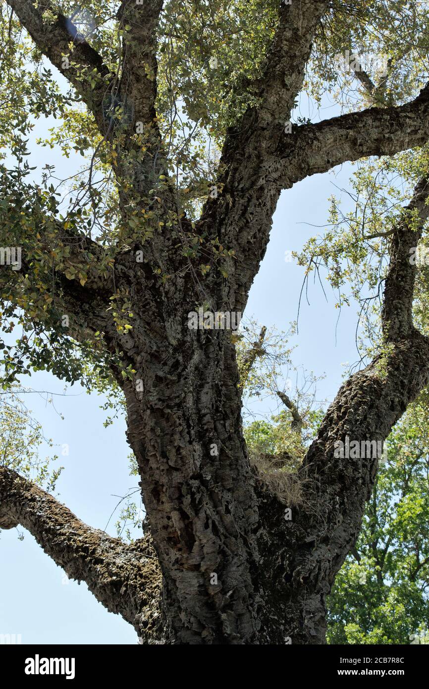 Cork Oak  'Quercus suber' tree, looking upward,  is a medium sized evergreen live oak tree, Sierra foothills, California. Stock Photo