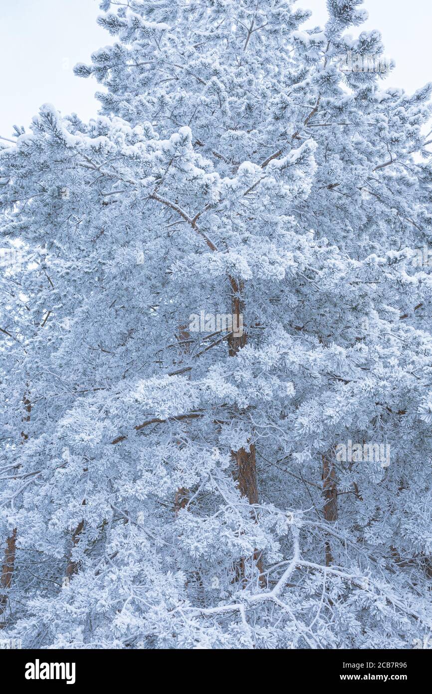 Pine trees covered in frost snow at winter forest Stock Photo