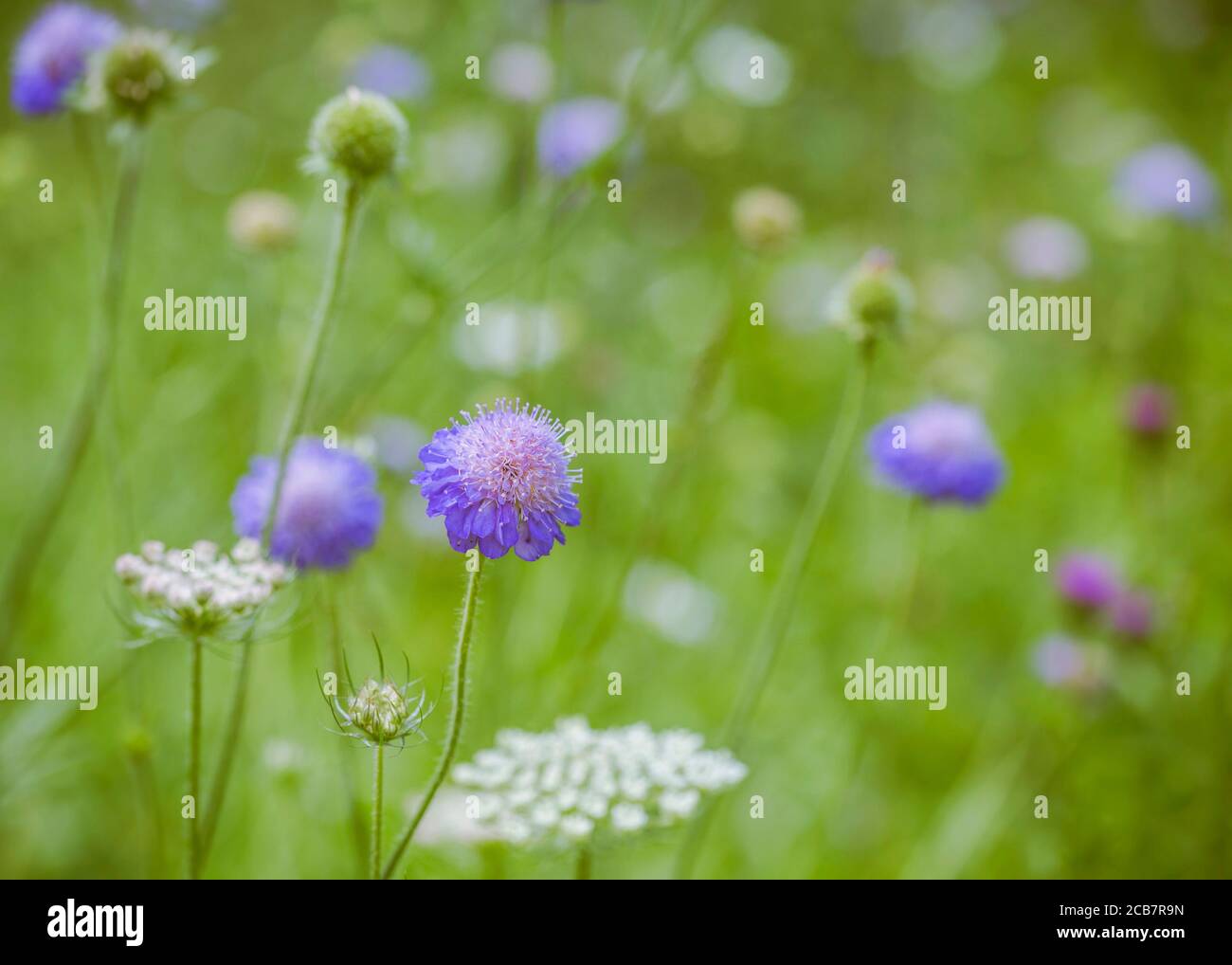 Scabious, Scabiosa, Close-up of mauve coloured flower growing in wild meadow. Stock Photo