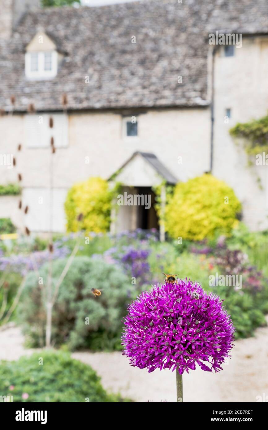 Allium, Allium Sativum, Purple flowers growing in the walled kitchen garden with bees on the flowerhead. Stock Photo