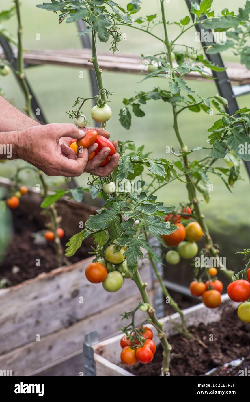 Harvesting cherry tomatoes in a greenhouse Stock Photo