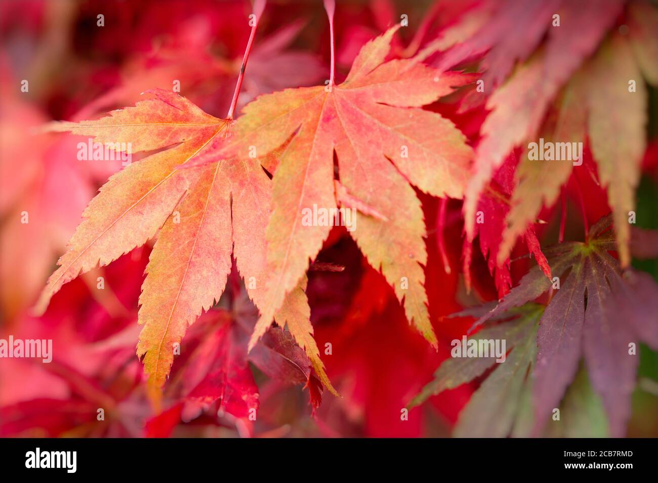 Maple, Sapindaceae, Red coulored autum leaves. Stock Photo
