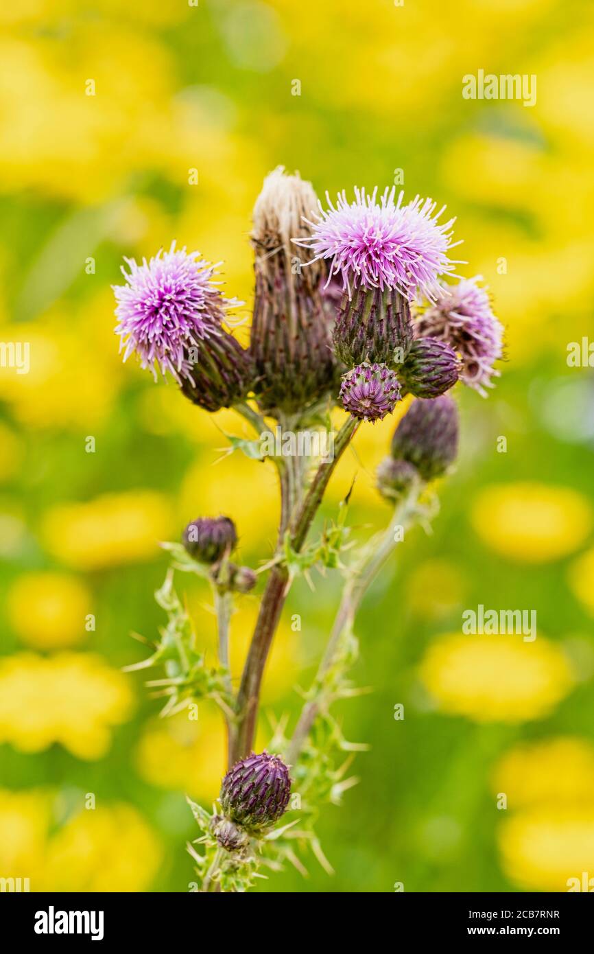 Thistle, Pasture Thistle, Cirsium Pumilum, Mauve coloured flower against a backround of dandelions. Stock Photo