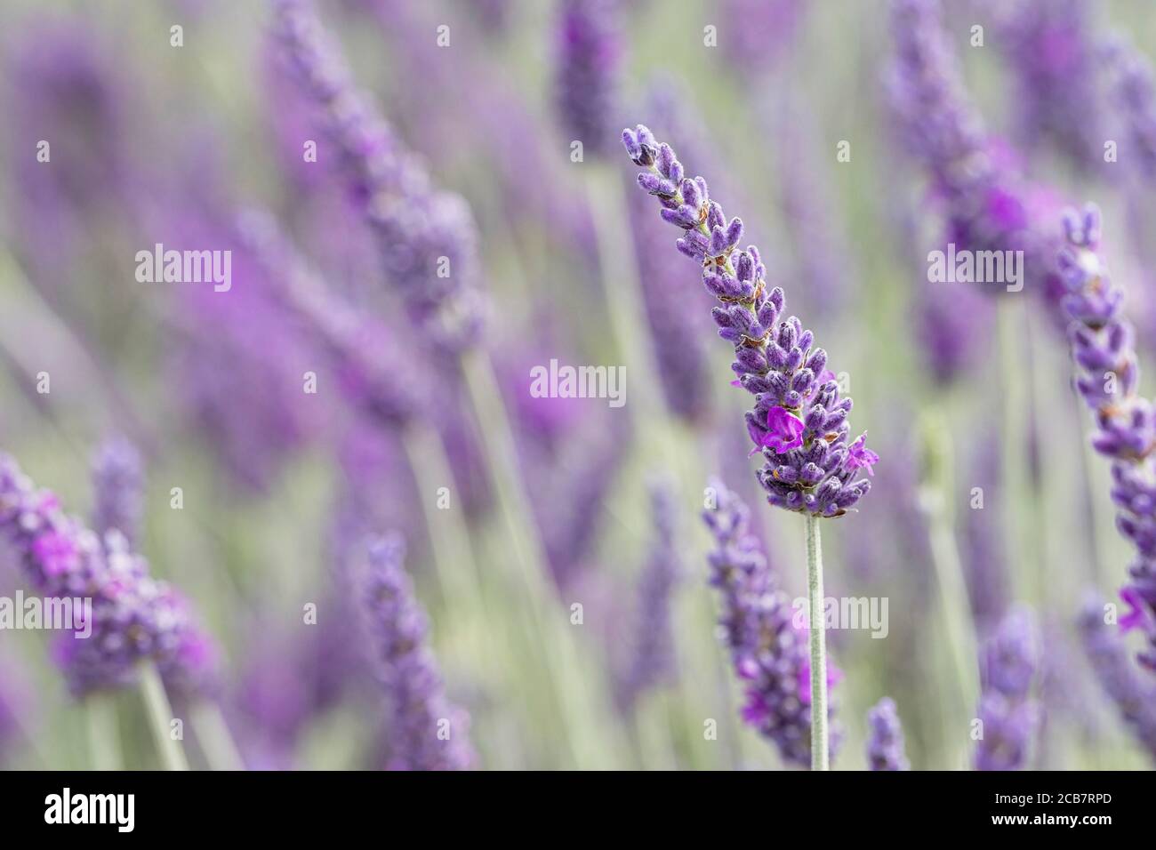 Lavender, Lavandula, Mauve coloured flowers growing outdoor. Stock Photo