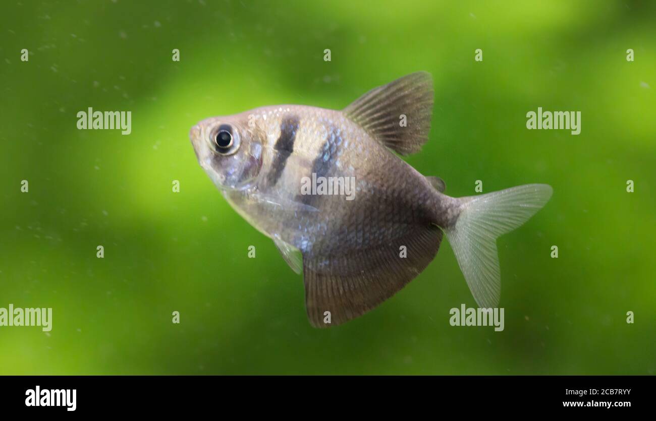 Gymnocorymbus ternetzi. Tropische Fische schwimmen im Aquarium, the best photo Stock Photo