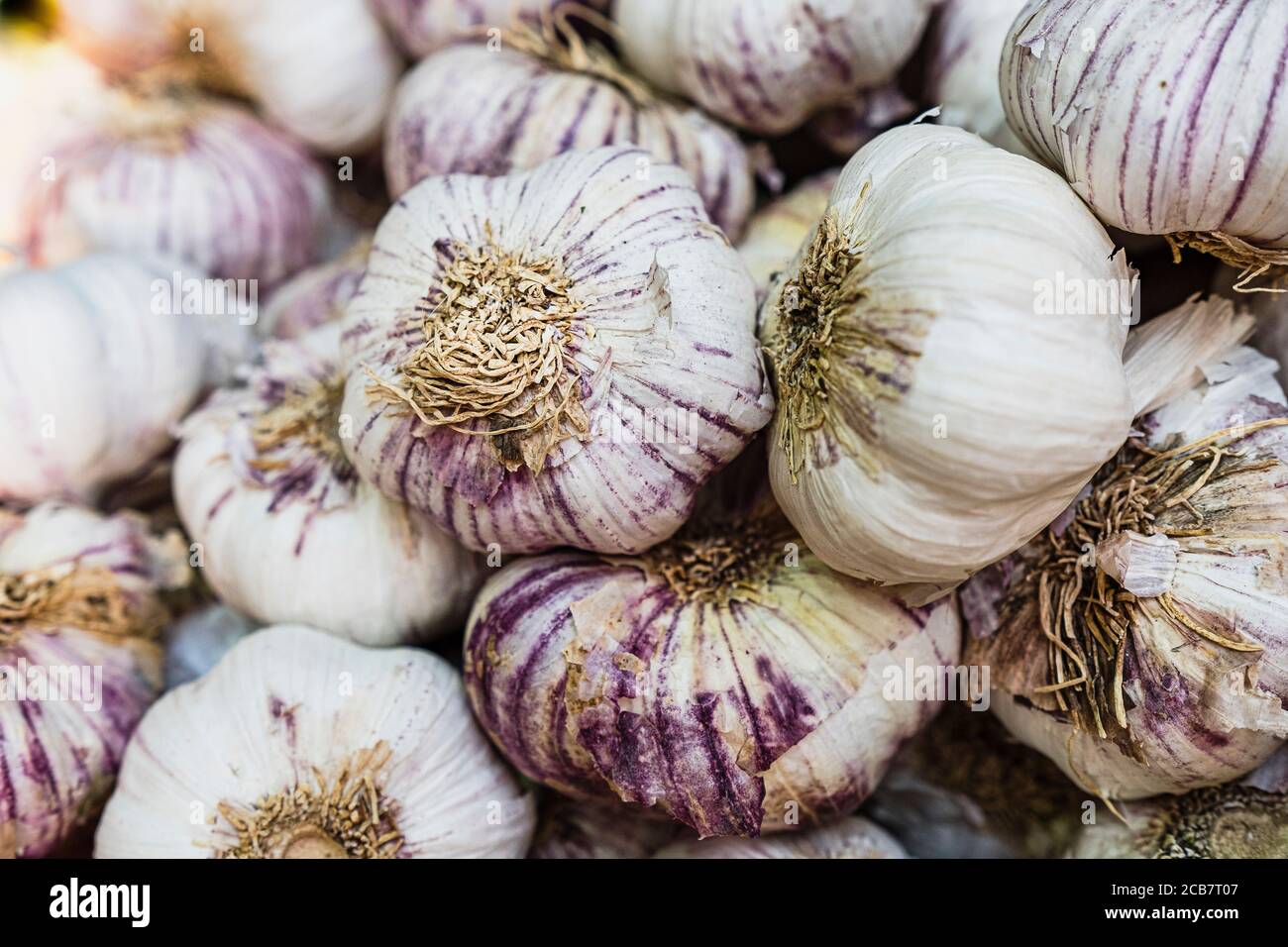 Garlic, Allium Sativum, Close-up of fresh garlic. Stock Photo