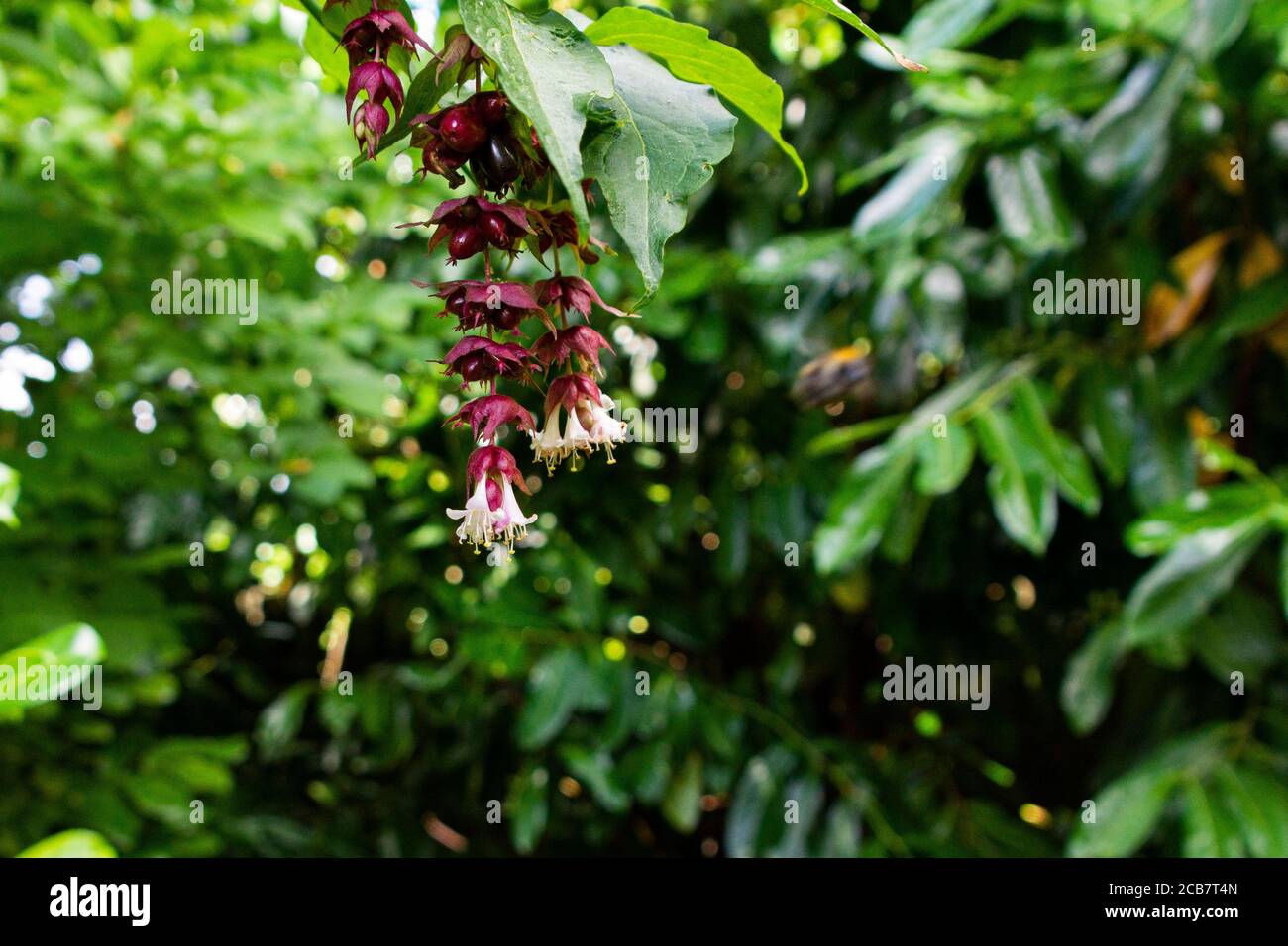 The flowers of a Himalayan honeysuckle (Leycesteria formosa) Stock Photo