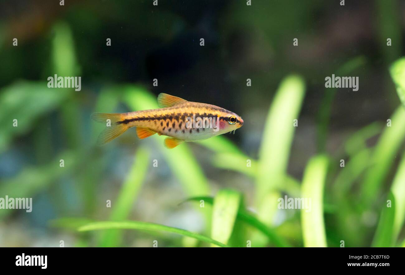 Puntius titteya. Tropische Fische schwimmen im Aquarium, the best photo Stock Photo