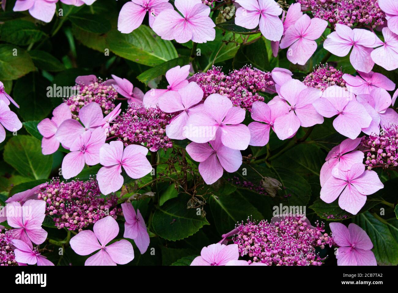 The flowers of a pink lace cap hydrangea Stock Photo
