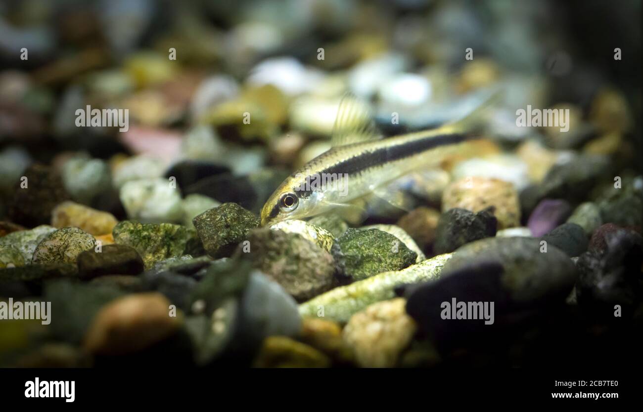 Crossocheilus siamensis. Tropische Fische schwimmen im Aquarium, the best photo Stock Photo