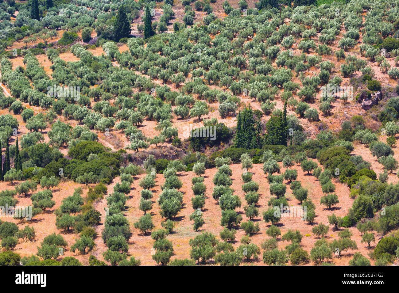 Olive grove greece hires stock photography and images Alamy