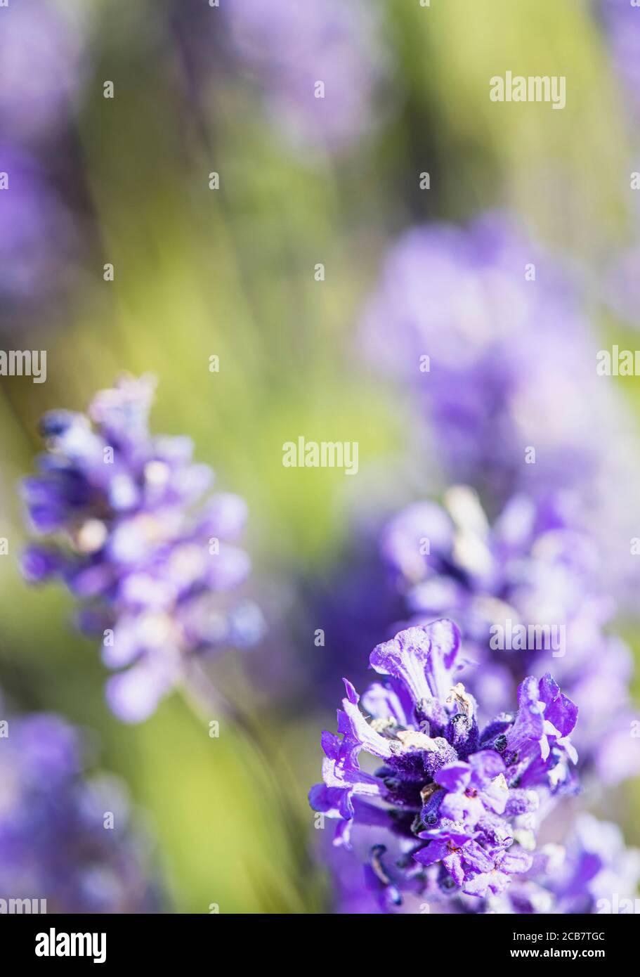 Lavender, Lavandula, Mauve coloured flowers growing outdoor. Stock Photo