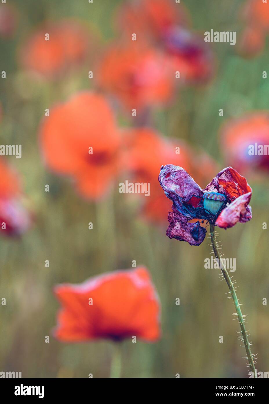Poppy, Papaveraceae, Red colured flowers growing in a field. Stock Photo