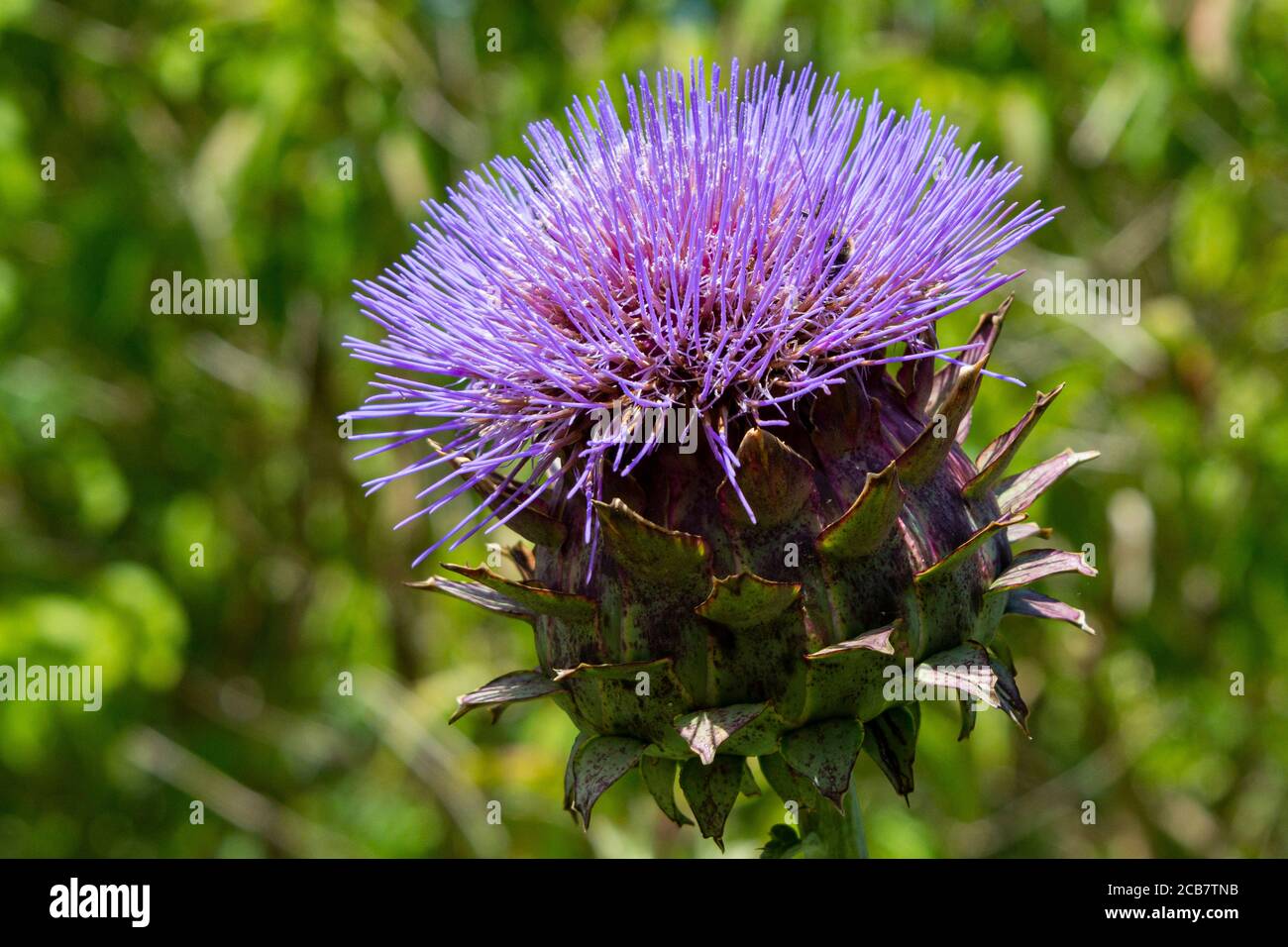 The purple flower of a globe artichoke (Cynara cardunculus Stock Photo