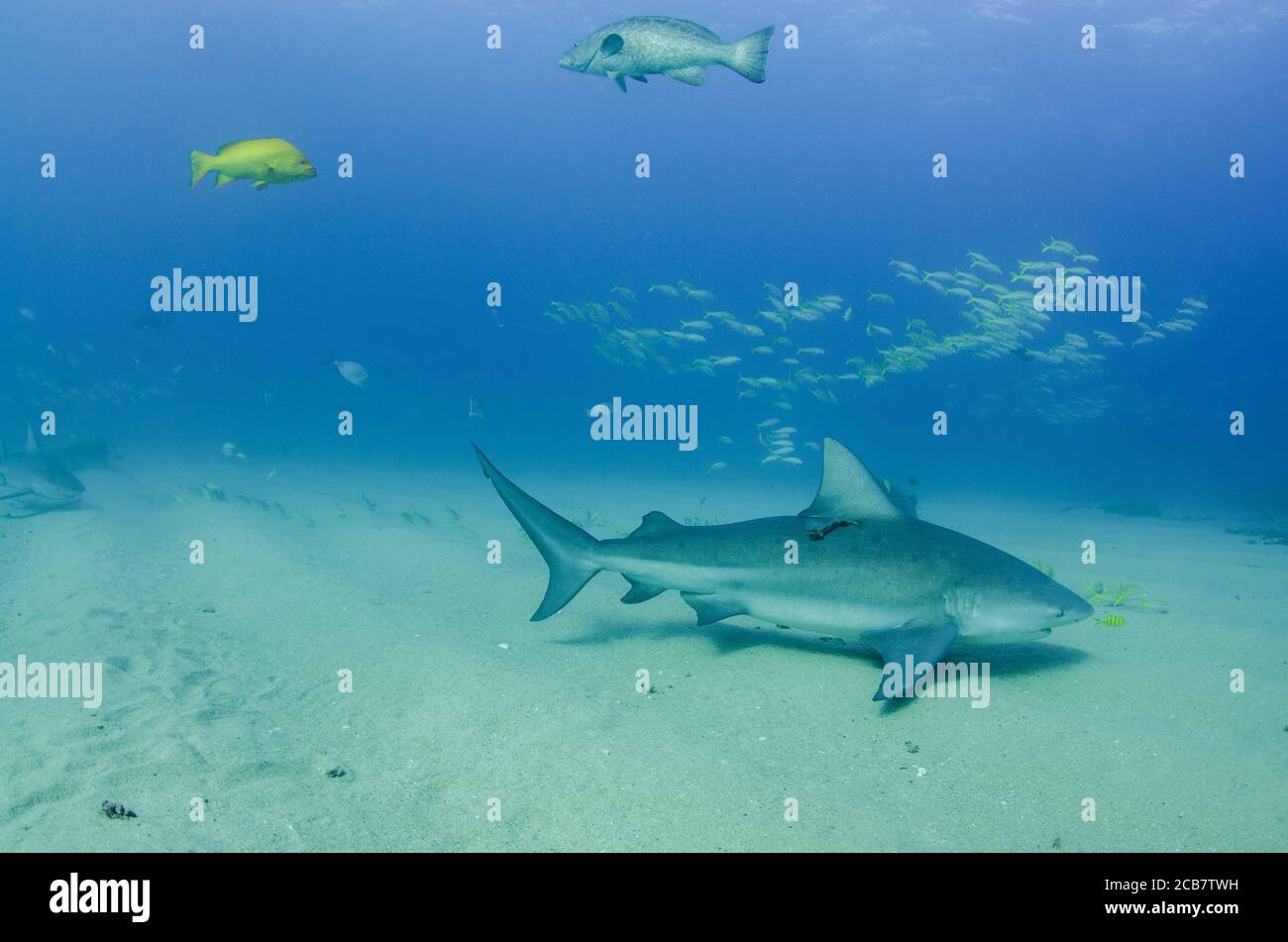 Bull Shark (Carcharhinus leucas). reefs of the Sea of Cortez, Pacific ...