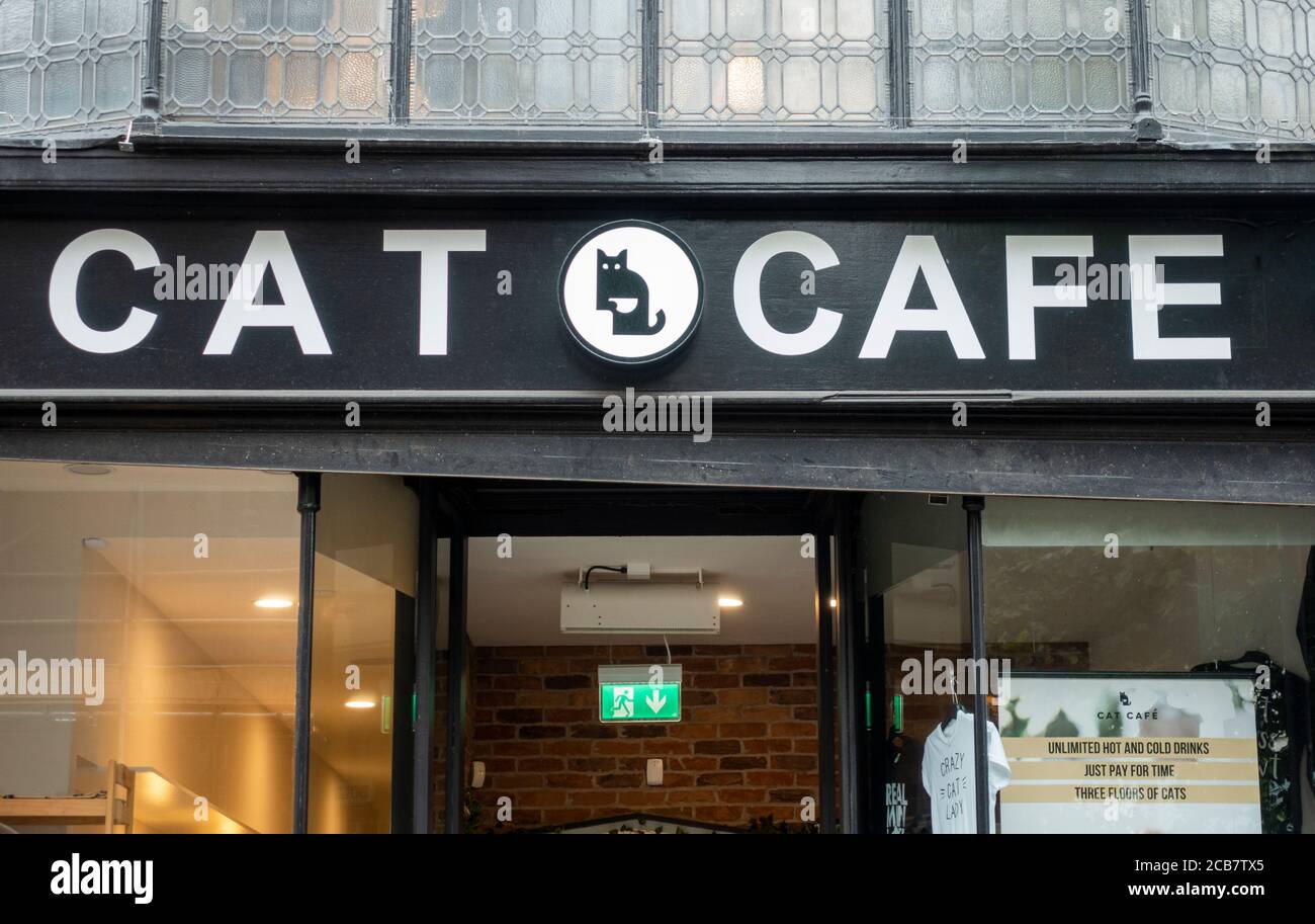 Cat Cafe in Liverpool Stock Photo Alamy