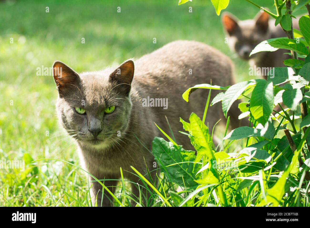 ravenous gray cat with bright green eyes peeking out from behind a bush on a blurred background of the second Stock Photo