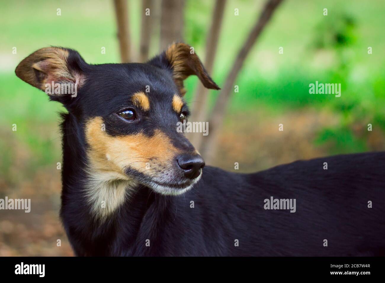 portrait of a dark dog with a multicolored face in profile concept of cute and domestic animals Stock Photo