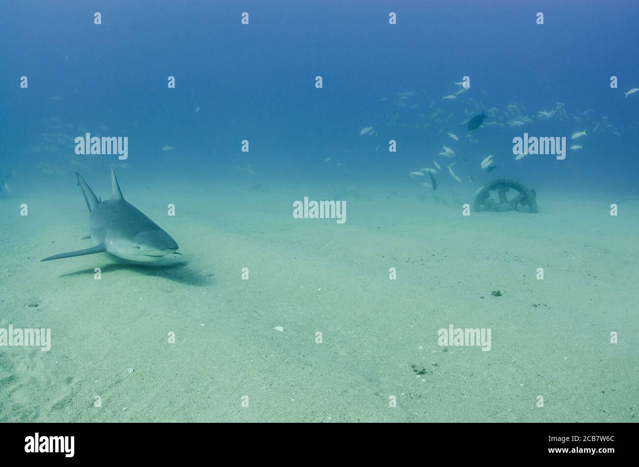 Bull Shark (Carcharhinus leucas). reefs of the Sea of Cortez, Pacific ...
