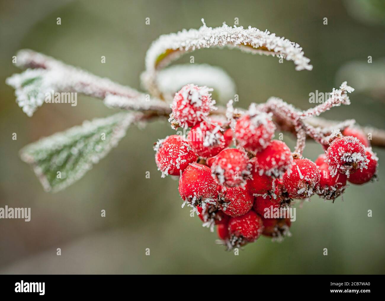 Hawthorn, Crataegus, Frosty berries on a cold winter morning. Stock Photo