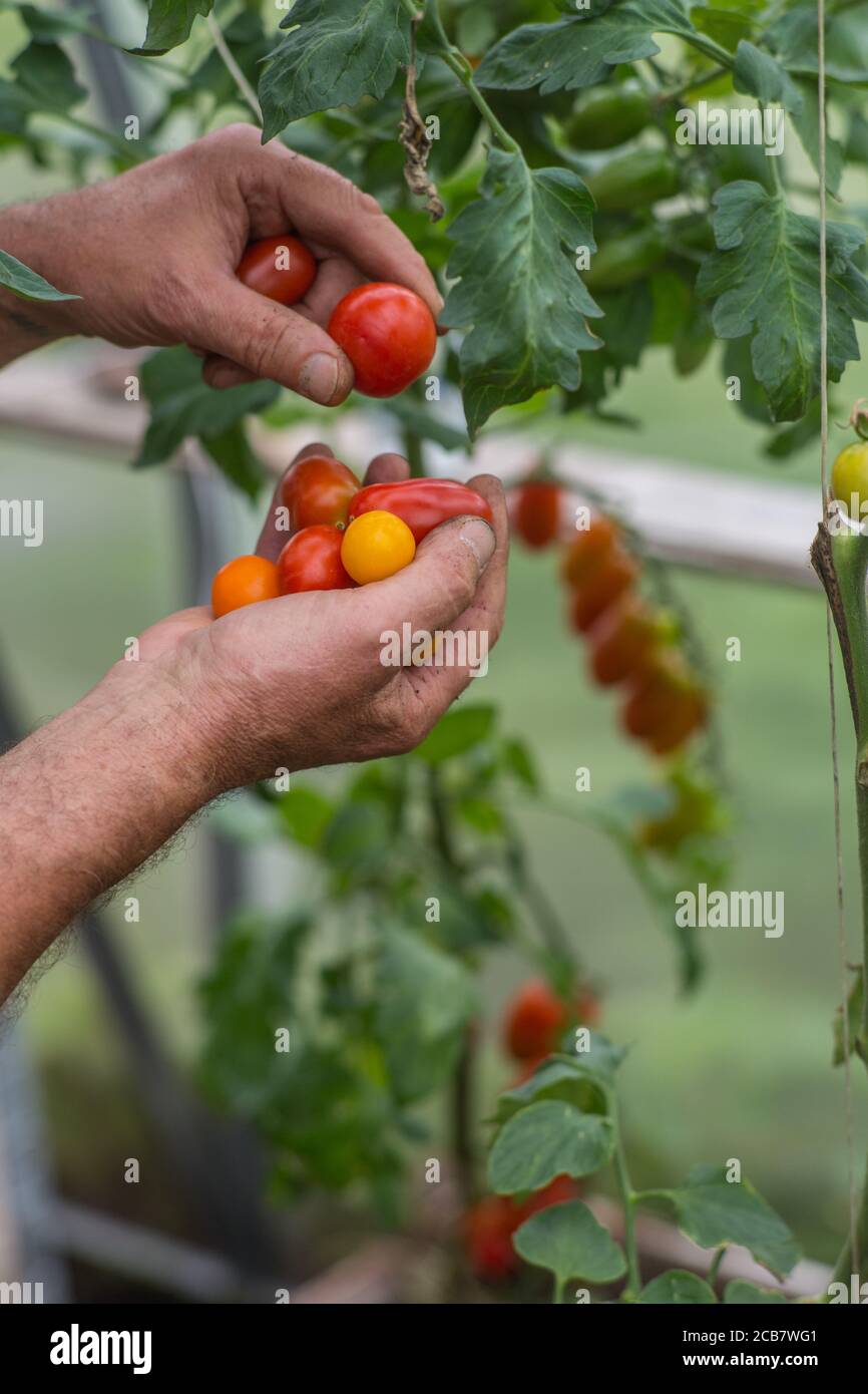 Harvesting cherry tomatoes in a greenhouse Stock Photo