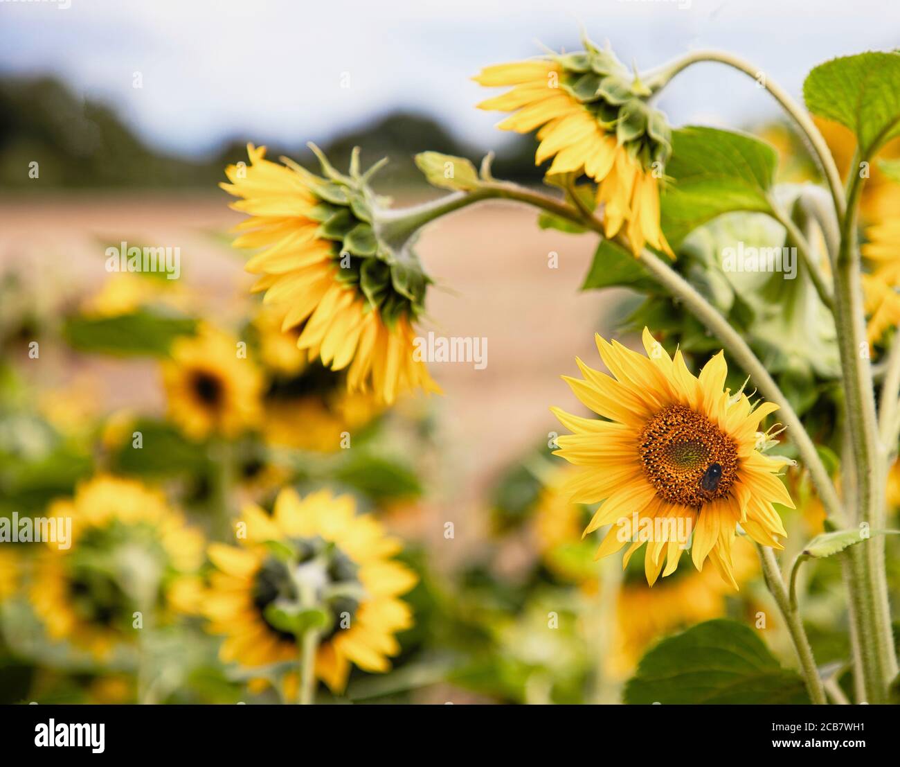 Sunflower, Helianthus, Yellow coloured flowers growing outdoor. Stock Photo