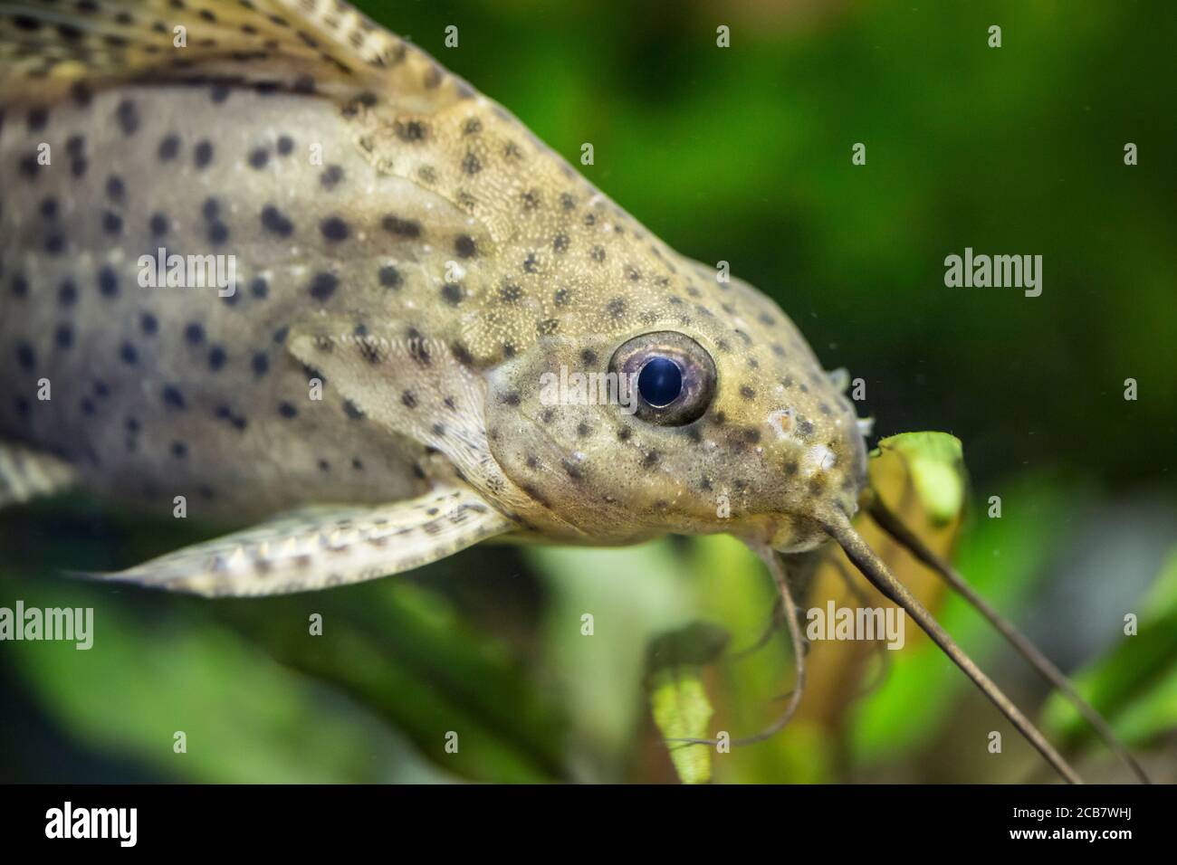 Synodontis nigriventris. Tropische Fische schwimmen im Aquarium, the best photo Stock Photo