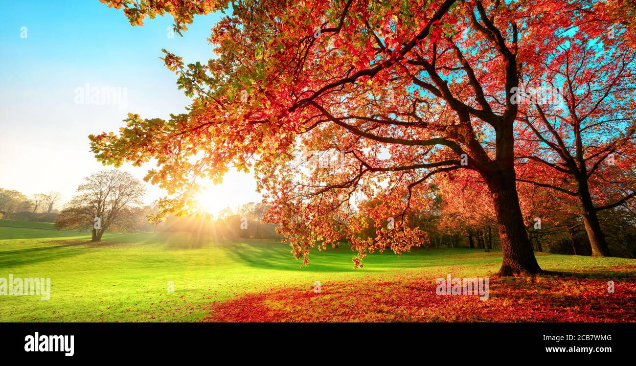 Sunny park in glorious autumn colors, with clear blue sky and the setting sun, a vast green meadow and a majestic oak tree with red leaves in the fore Stock Photo