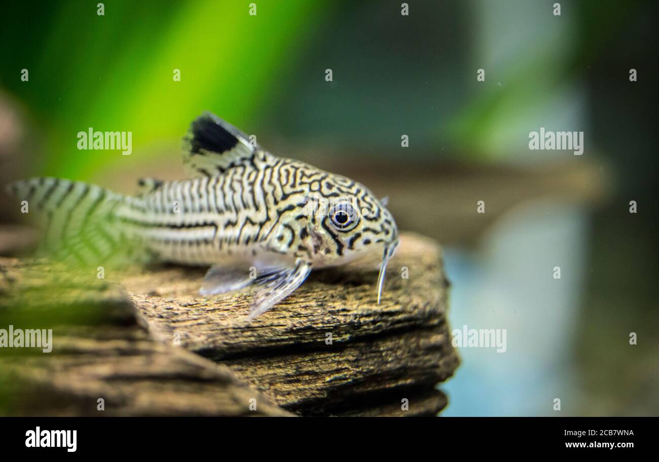 Corydoras julii. Tropische Fische schwimmen im Aquarium, the best photo Stock Photo