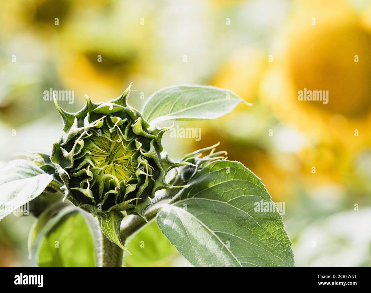 Sunflower, Helianthus, Unopened sunflowers heads growing outdoor. Stock Photo