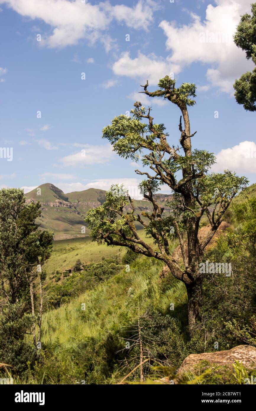 A large weather-beaten Mountain Cabbage Tree, Cussonia Paniculata, in the Tugela gorge, Drakensberg, South Africa Stock Photo