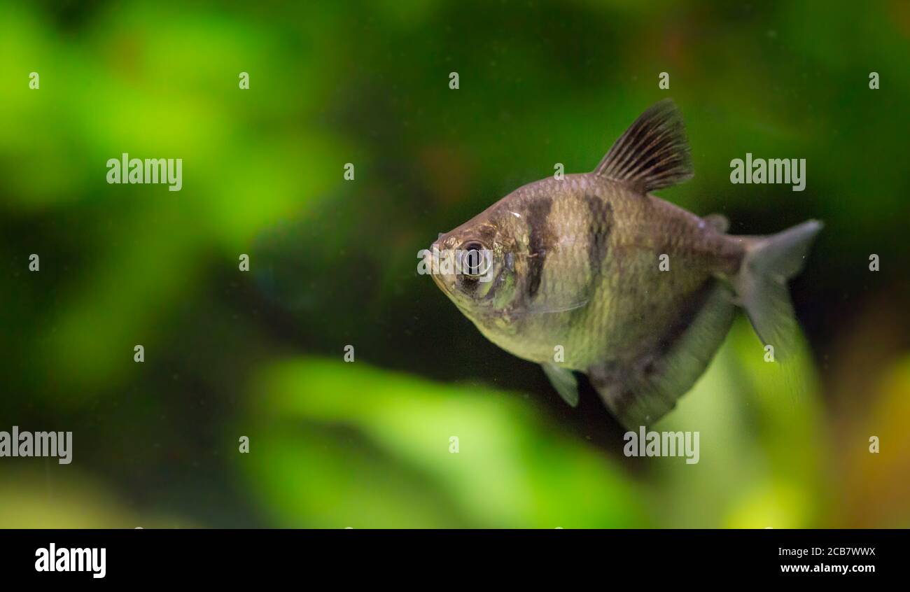 Gymnocorymbus ternetzi. Tropische Fische schwimmen im Aquarium, the best photo Stock Photo