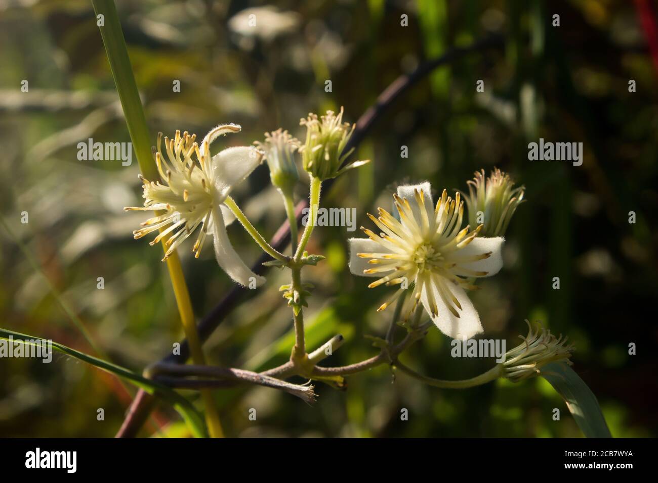 The small delicate flowers of the Clematis Brachiata, a vine commonly known as Travelers Joy due to its medicinal properties, backlit by the afternoon Stock Photo